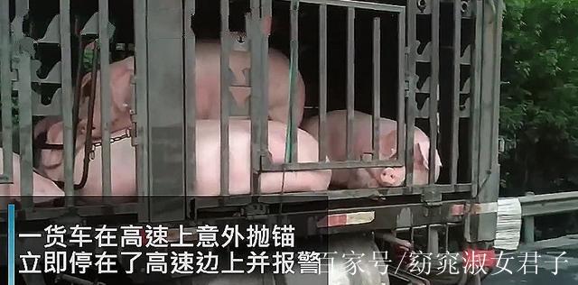 高速生豬貨運(yùn)高速生豬貨運(yùn)價格查詢